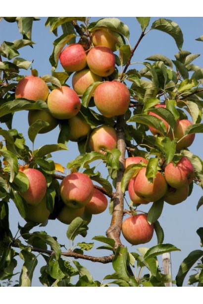 Яблуня літня Pirus